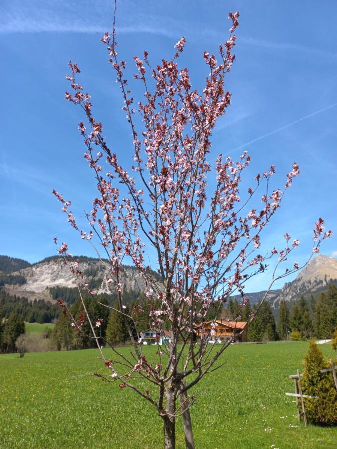 Am Schwand Apartment Graen Luaran gambar